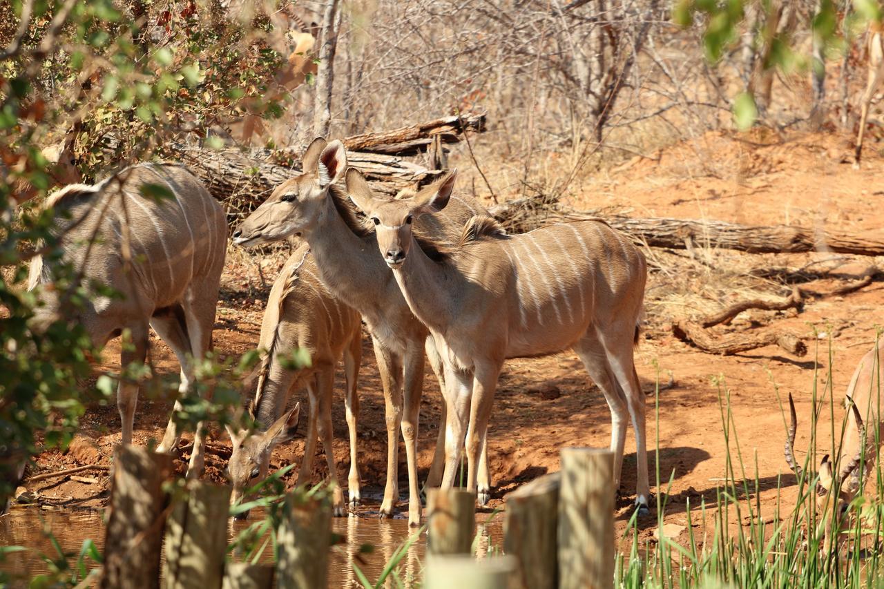 Lions Place Grietjie Wildreservaat Buitenkant foto