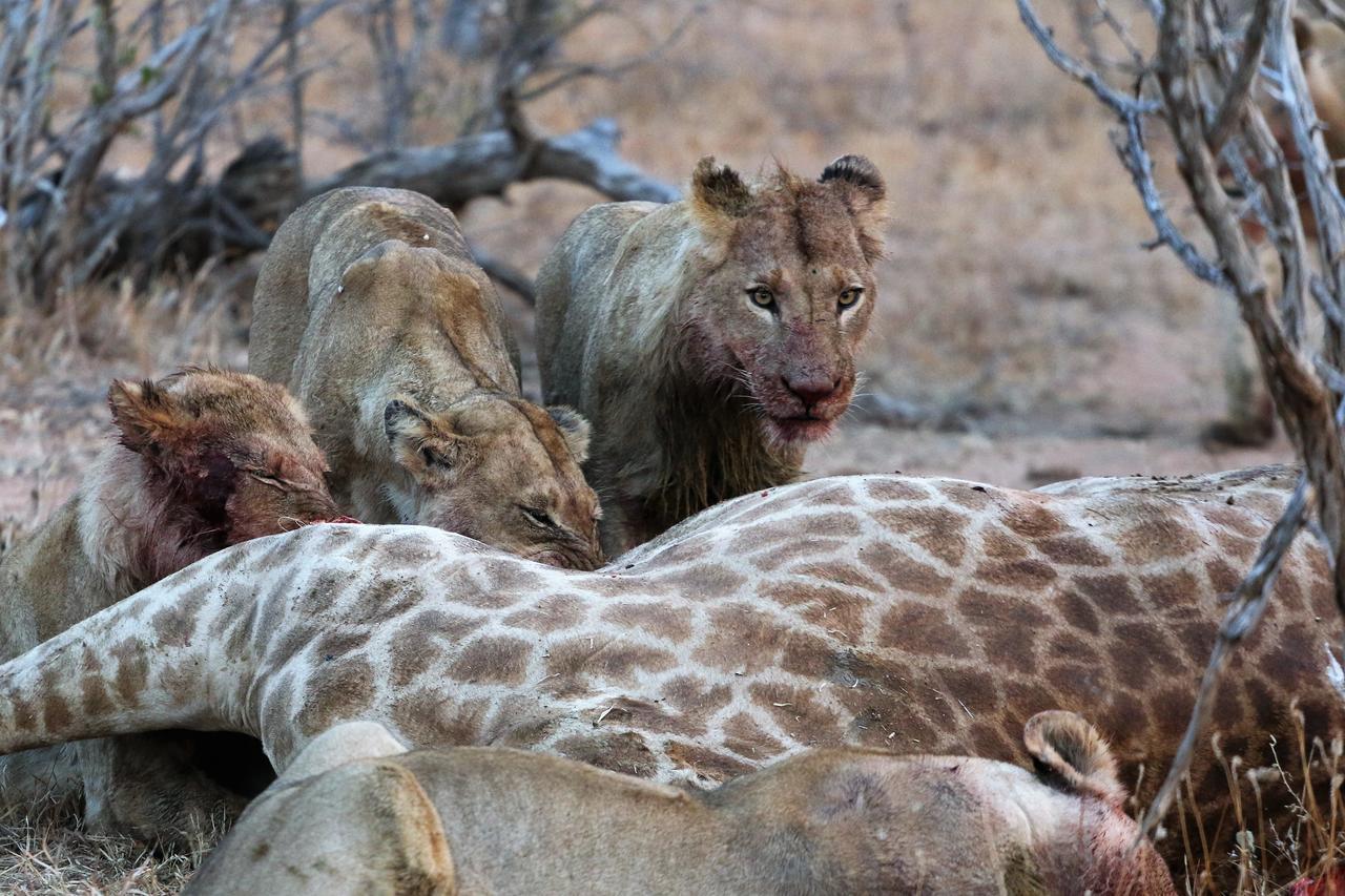 Lions Place Grietjie Wildreservaat Buitenkant foto