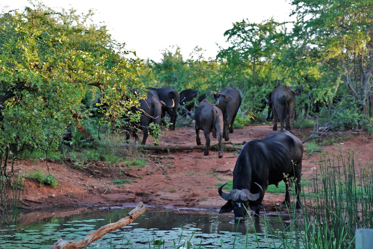 Lions Place Grietjie Wildreservaat Buitenkant foto