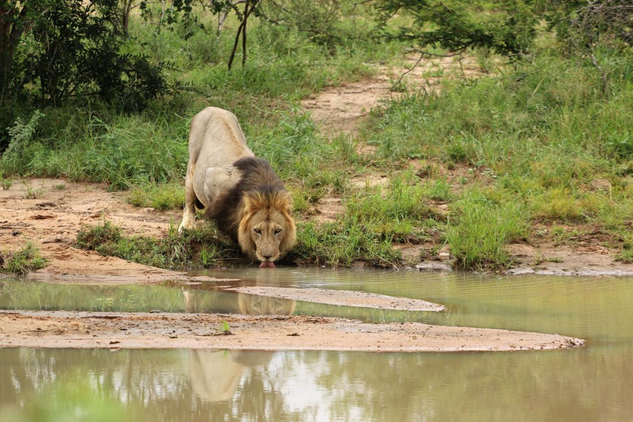 Lions Place Grietjie Wildreservaat Buitenkant foto